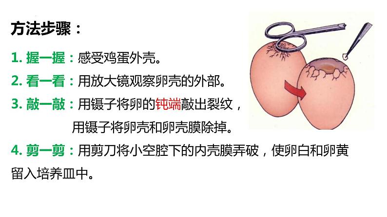 7.1.4 鸟的生殖与发育(课件)-2023-2024学年人教版生物八年级下册08