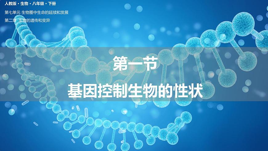7.2.1基因控制生物的性狀（課件)-2023-2024學年人教版生物八年級下冊第1頁