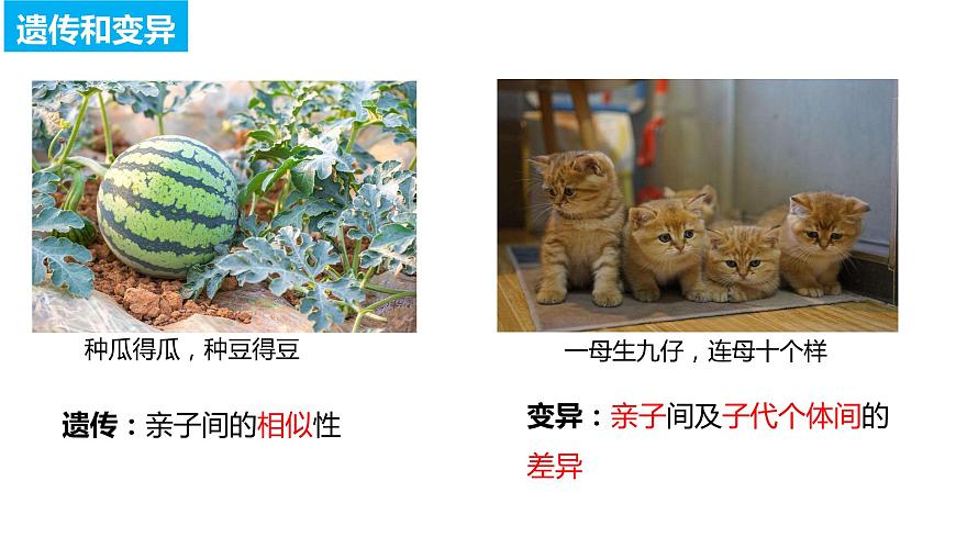 7.2.1基因控制生物的性狀（課件)-2023-2024學年人教版生物八年級下冊第4頁