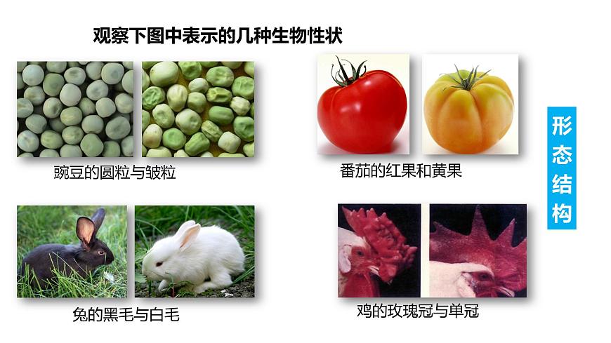 7.2.1基因控制生物的性狀（課件)-2023-2024學年人教版生物八年級下冊第7頁