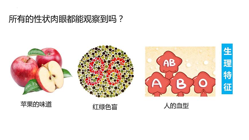 7.2.1基因控制生物的性狀（課件)-2023-2024學年人教版生物八年級下冊第8頁