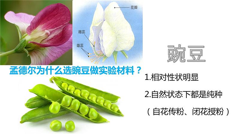 7.2.3 基因的显性和隐性(课件)-2023-2024学年人教版生物八年级下册06