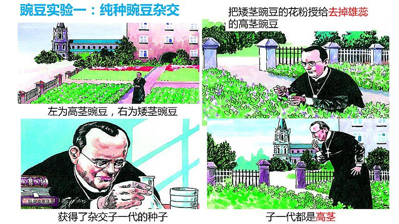 7.2.3 基因的显性和隐性(课件)-2023-2024学年人教版生物八年级下册07