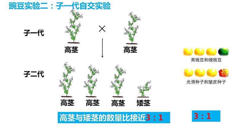 7.2.3 基因的显性和隐性(课件)-2023-2024学年人教版生物八年级下册08