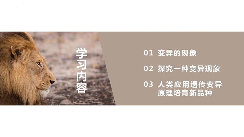 7.2.5 生物的变异(课件)-2023-2024学年人教版生物八年级下册03