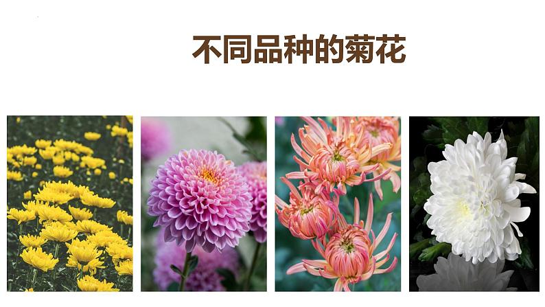 7.2.5 生物的变异(课件)-2023-2024学年人教版生物八年级下册07