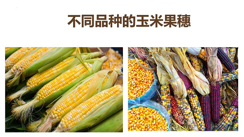 7.2.5 生物的变异(课件)-2023-2024学年人教版生物八年级下册08