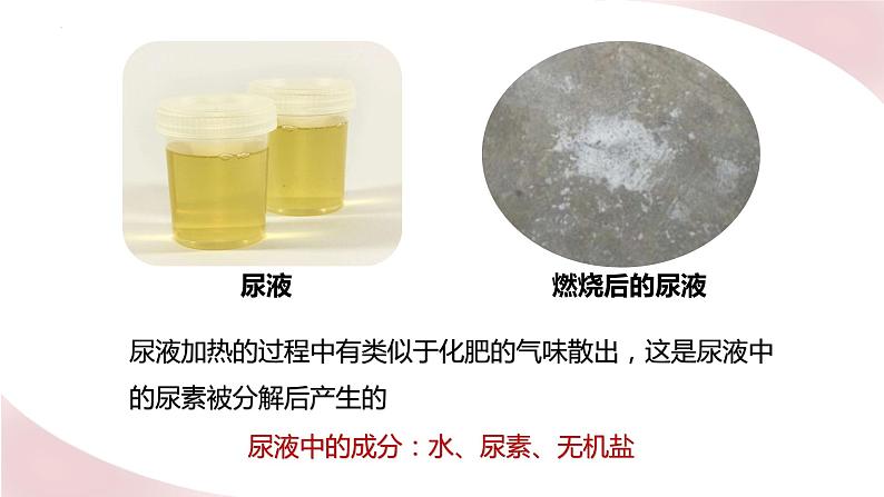 11.1 人体产生的代谢废物(课件)2023--2024学年北师大版生物七年级下册第4页