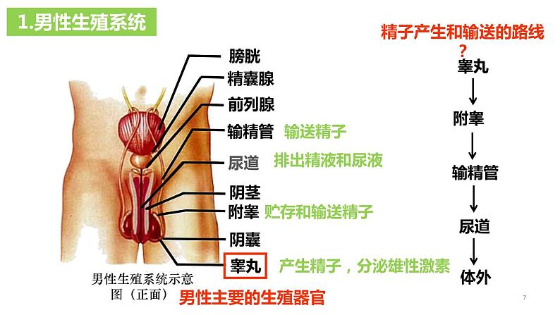 4.1.2人的生殖(课件)2023--2024学年人教版生物七年级下册第7页
