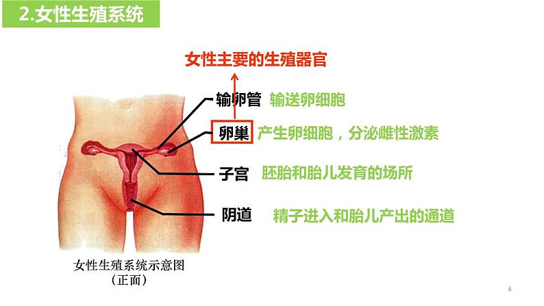 4.1.2人的生殖(课件)2023--2024学年人教版生物七年级下册第8页