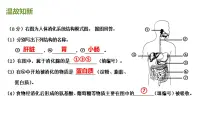 生物七年级下册第三节 合理营养与食品安全评课ppt课件