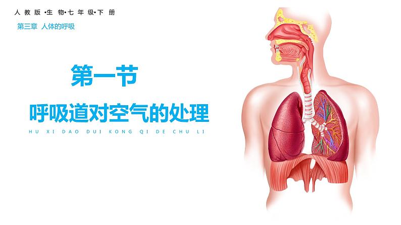 4.3.1呼吸道对空气的处理课件(课件)2023--2024学年人教版生物七年级下册第2页