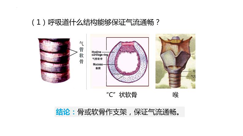 4.3.1呼吸道对空气的处理课件(课件)2023--2024学年人教版生物七年级下册第6页