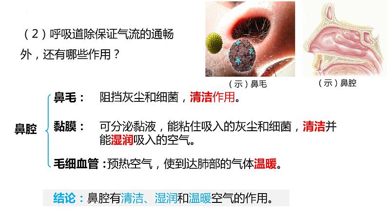4.3.1呼吸道对空气的处理课件(课件)2023--2024学年人教版生物七年级下册第7页