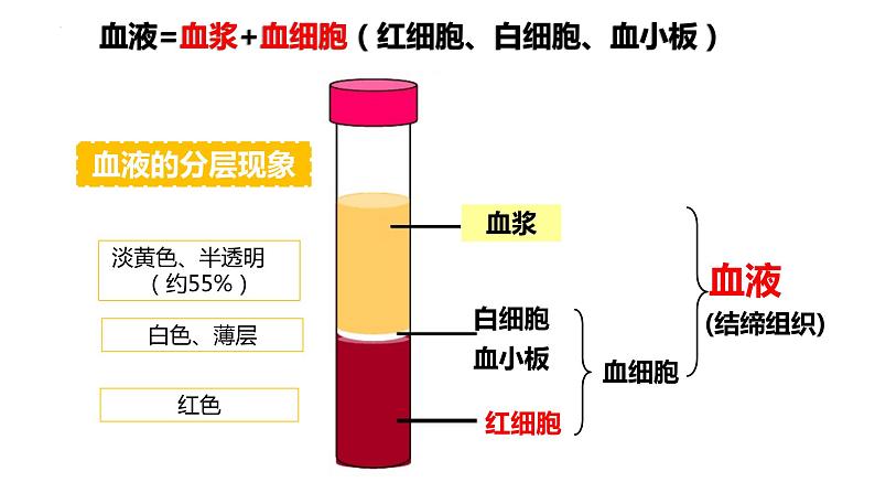 4.4.1 流动的组织-血液(课件)2023--2024学年人教版生物七年级下册第6页