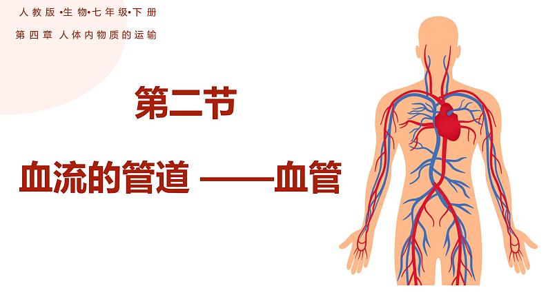 4.4.2 血流的管道---血管(课件)2023--2024学年人教版生物七年级下册01