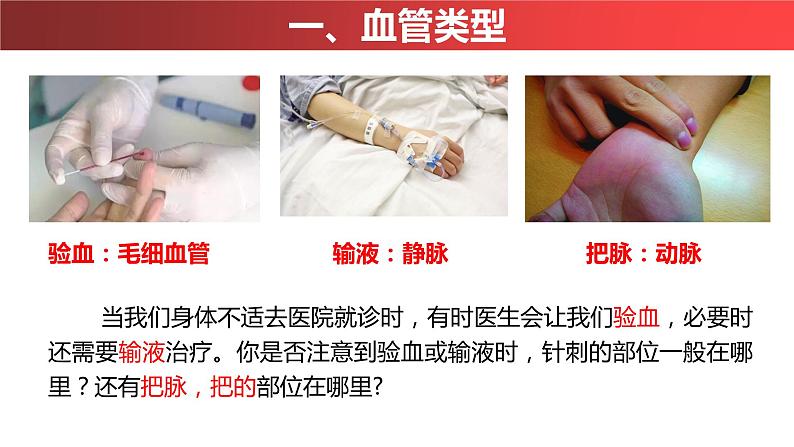 4.4.2 血流的管道---血管(课件)2023--2024学年人教版生物七年级下册04