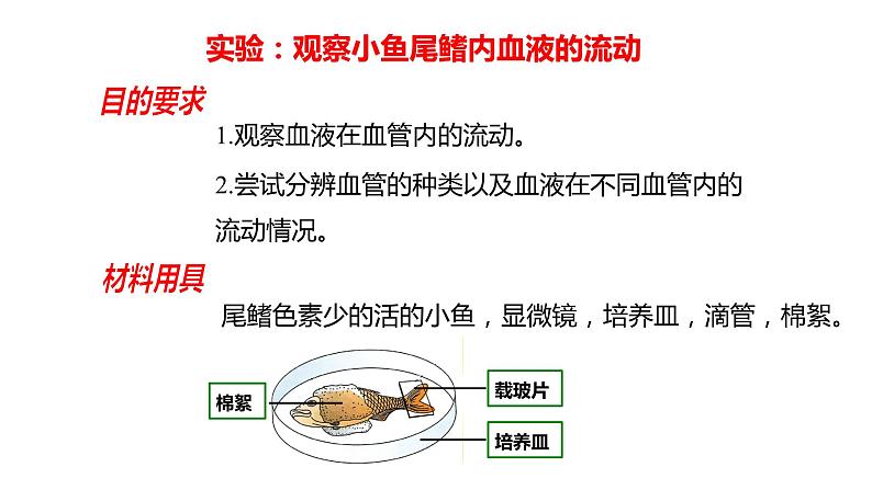 4.4.2 血流的管道---血管(课件)2023--2024学年人教版生物七年级下册05
