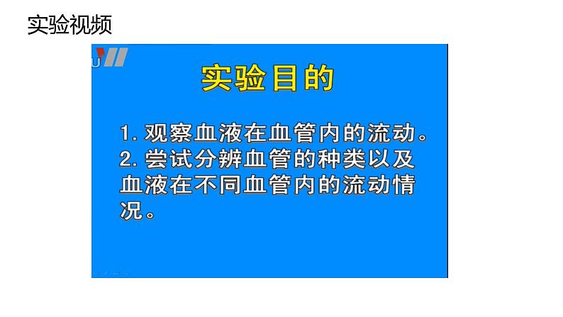 4.4.2 血流的管道---血管(课件)2023--2024学年人教版生物七年级下册07