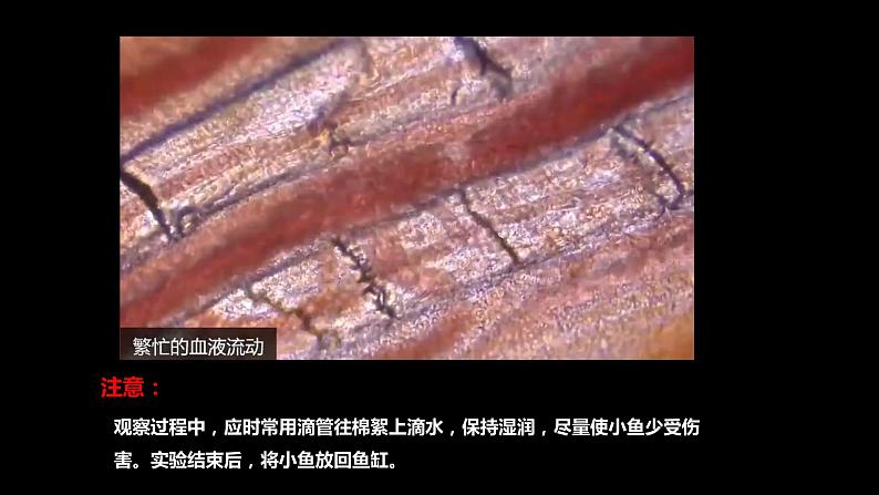 4.4.2 血流的管道---血管(课件)2023--2024学年人教版生物七年级下册08