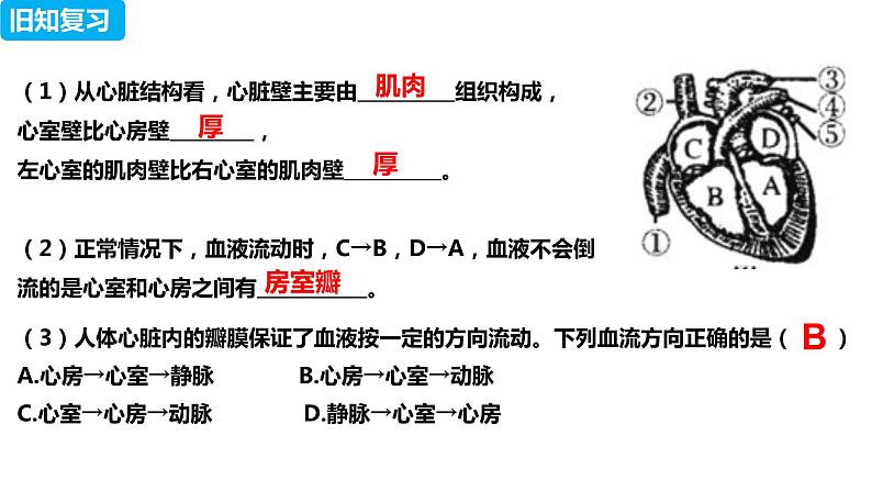 4.4.3 输送血液的泵——心脏(第二课时)(课件)2023--2024学年人教版生物七年级下册第1页