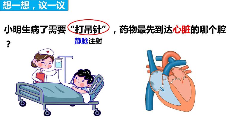 4.4.3 输送血液的泵——心脏(第二课时)(课件)2023--2024学年人教版生物七年级下册第3页