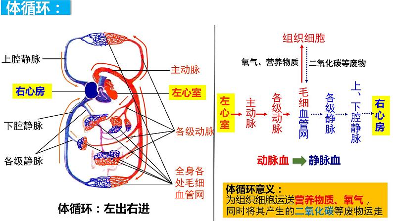 4.4.3 输送血液的泵——心脏(第二课时)(课件)2023--2024学年人教版生物七年级下册第8页