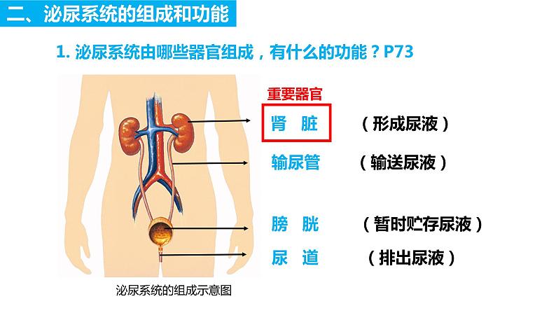 4.5人体内废物的排出(课件)2023--2024学年人教版生物七年级下册第5页