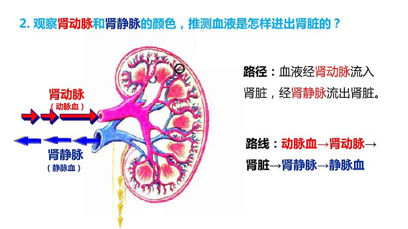 4.5人体内废物的排出(课件)2023--2024学年人教版生物七年级下册第6页