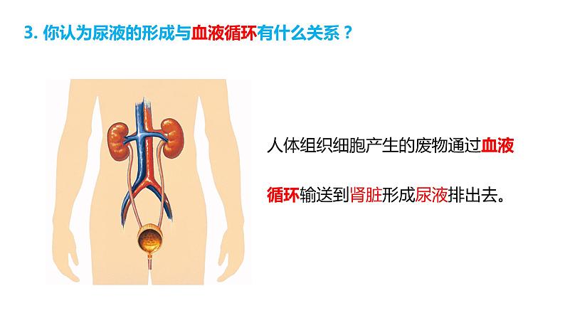 4.5人体内废物的排出(课件)2023--2024学年人教版生物七年级下册第7页