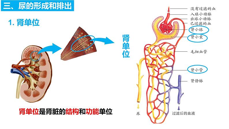 4.5人体内废物的排出(课件)2023--2024学年人教版生物七年级下册第8页