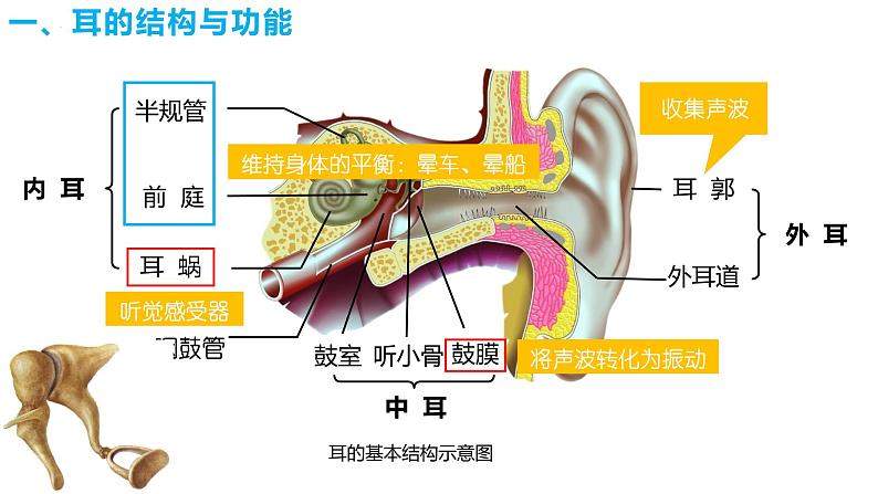 4.6.1 人体对外界环境的感知(第二课时)(课件)2023--2024学年人教版生物七年级下册第5页