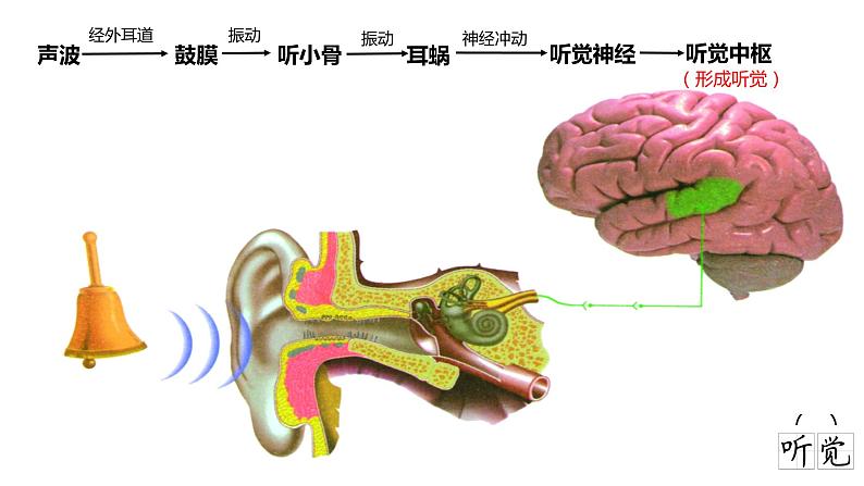 4.6.1 人体对外界环境的感知(第二课时)(课件)2023--2024学年人教版生物七年级下册第8页