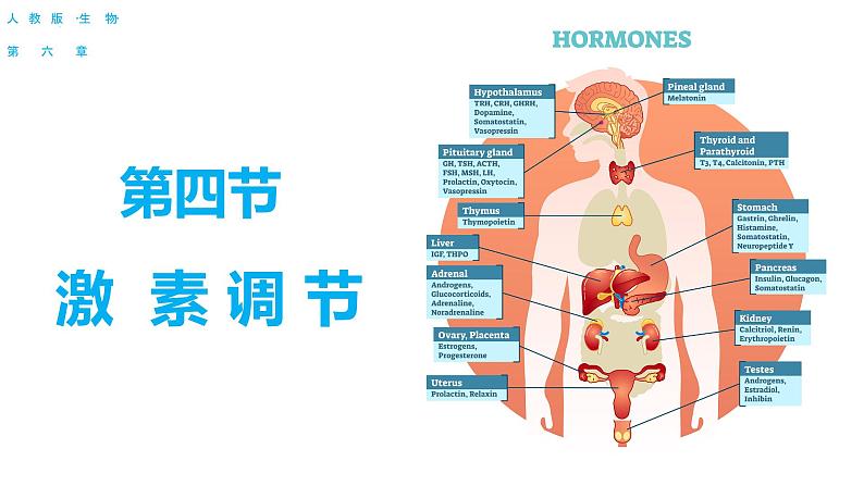 4.6.4 激素调节(课件)2023--2024学年人教版生物七年级下册第1页