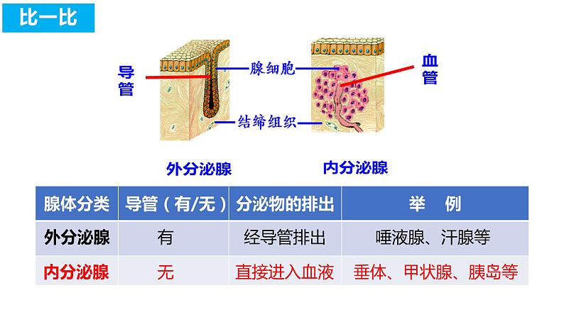 4.6.4 激素调节(课件)2023--2024学年人教版生物七年级下册第4页