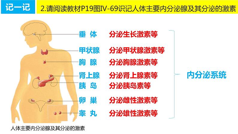 4.6.4 激素调节(课件)2023--2024学年人教版生物七年级下册第5页