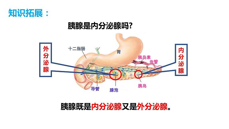 4.6.4 激素调节(课件)2023--2024学年人教版生物七年级下册第6页