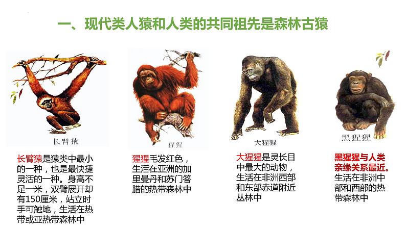 4.1.1人类的起源和发展(课件)2023--2024学年人教版生物七年级下册第5页