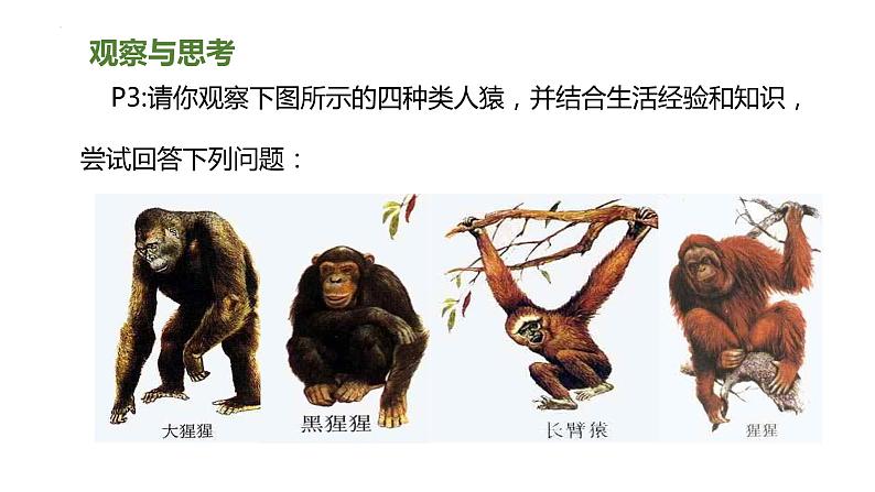 4.1.1人类的起源和发展(课件)2023--2024学年人教版生物七年级下册第6页