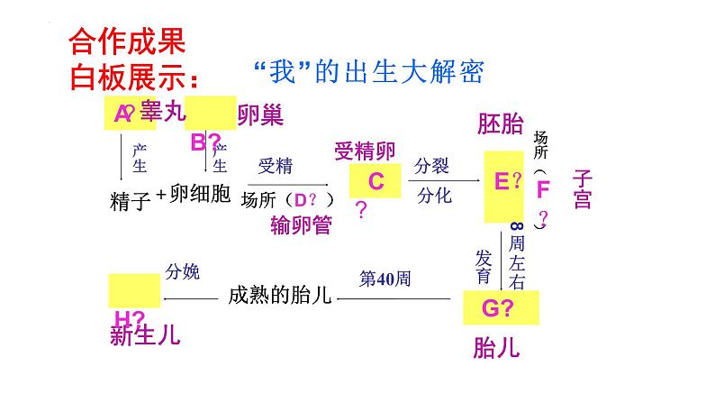 4.1.2人的生殖+课件2023-2024学年人教版生物七年级下册第2页