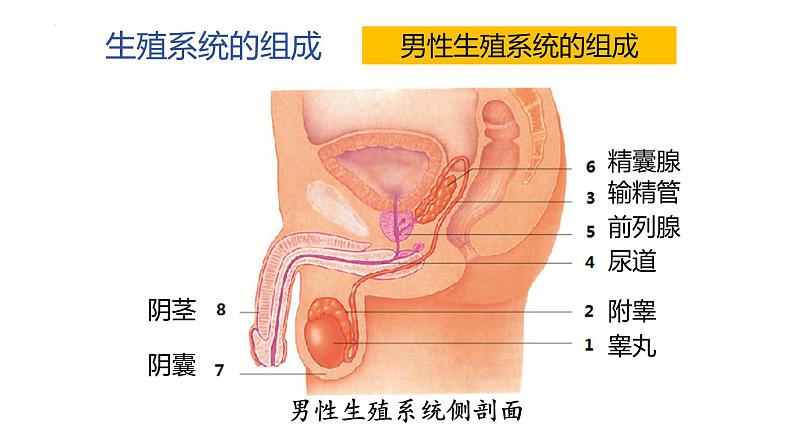 4.1.2人的生殖+课件2023-2024学年人教版生物七年级下册第3页