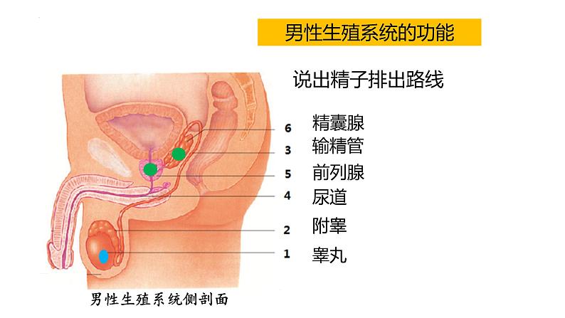 4.1.2人的生殖+课件2023-2024学年人教版生物七年级下册第5页
