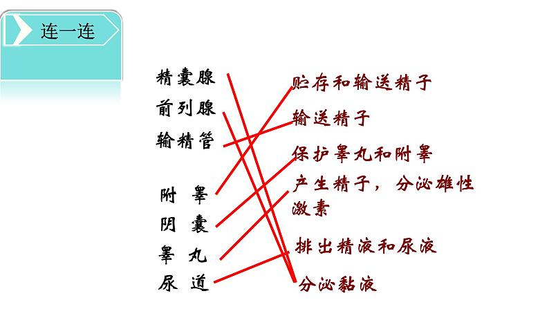 4.1.2人的生殖+课件2023-2024学年人教版生物七年级下册第6页