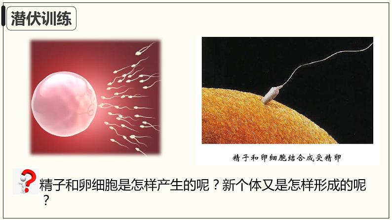 4.1.2人的生殖+课件2023-2024学年人教版生物七年级下册 (2)第5页