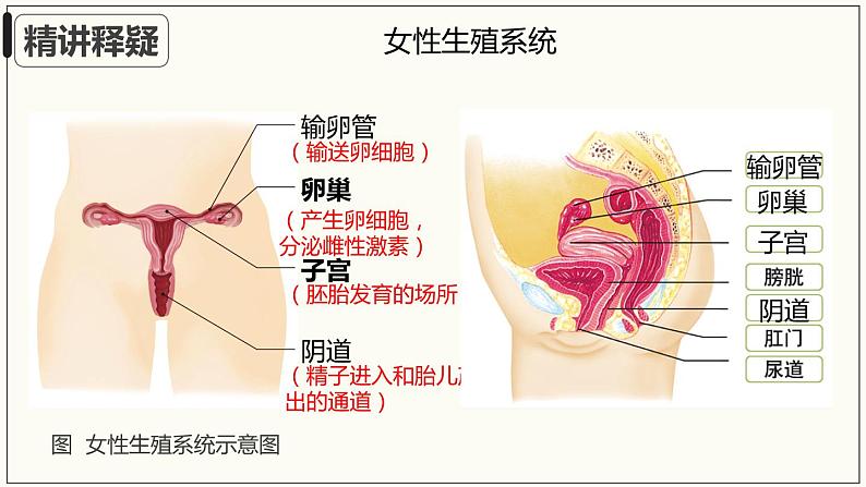 4.1.2人的生殖+课件2023-2024学年人教版生物七年级下册 (2)第7页