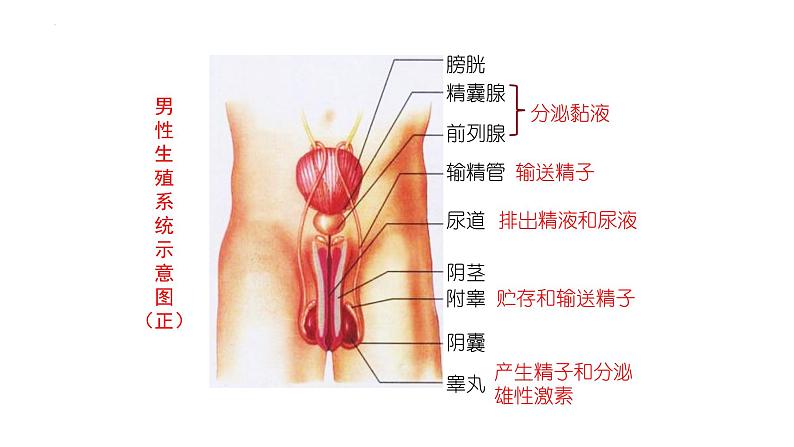 4.1.2人的生殖+课件2023-2024学年人教版生物七年级下册 (1)第4页