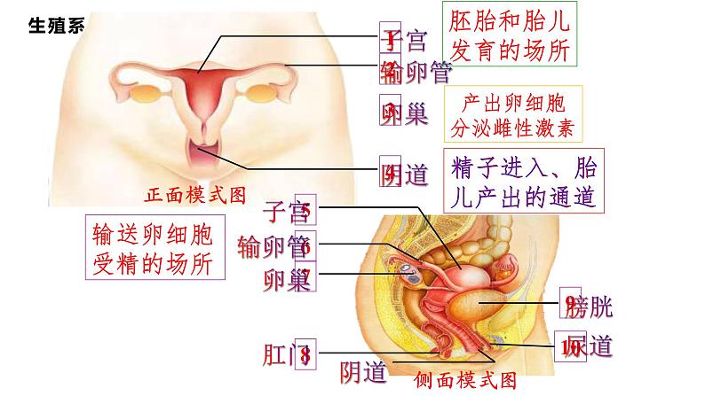 4.1.2人的生殖+课件2023-2024学年人教版生物七年级下册 (1)第6页