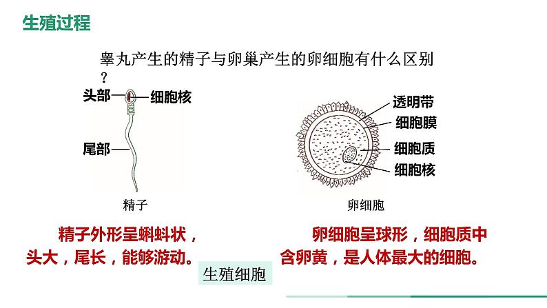 4.1.2人的生殖+课件2023-2024学年人教版生物七年级下册 (1)第7页