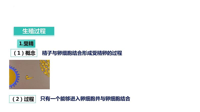 4.1.2人的生殖+课件2023-2024学年人教版生物七年级下册 (1)第8页