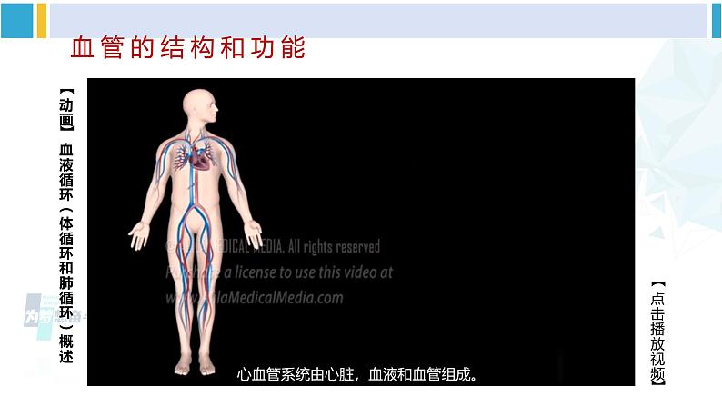 北师大版七年级生物下册 第9章 人体内的物质运输第1课时 血管和心脏(课件)05